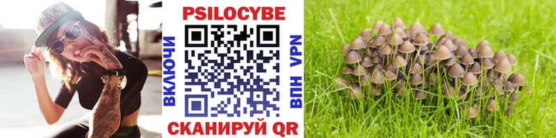 Псилоцибиновые грибы Cubensis  Пыталово 